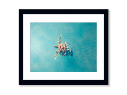 An Aerial Drone Photo of A Hawksbill Turtle in Roebuck Bay Broome Western Australia. Available as a Fine Art Framed Photo Print.