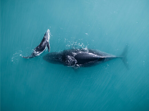 Mother mum and baby humpback whale off the kimberley coast at cape leveque from a drone fine art framed photo on canvas