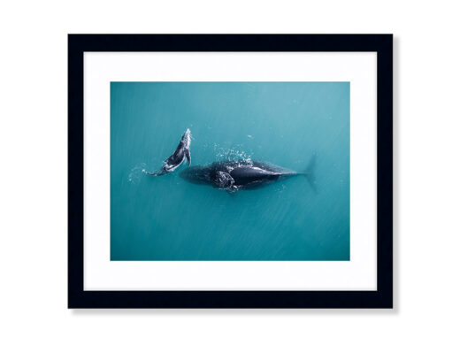 An Aerial Drone Photo of a Mum and Baby Humpback Whale in Broome Western Australia. Available as a fine art framed photo print.