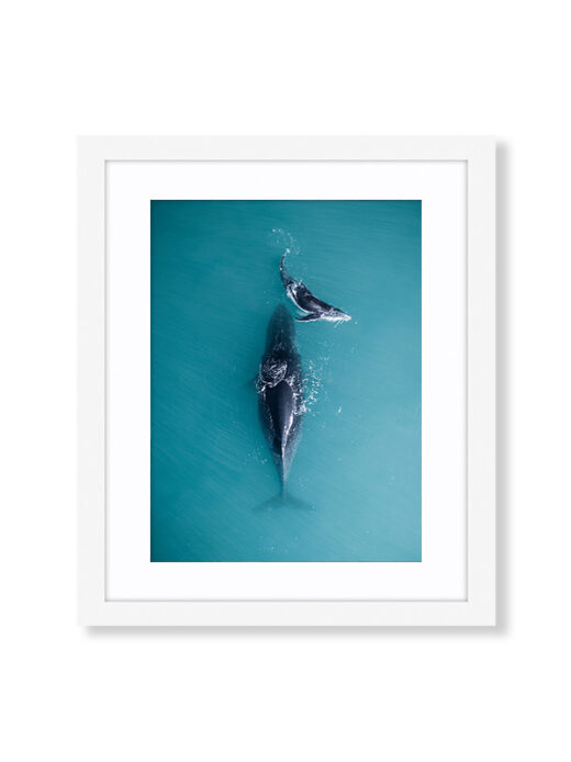 An Aerial Drone Photo of a Mum and Baby Humpback Whale in Broome Western Australia. Available as a fine art framed photo print.