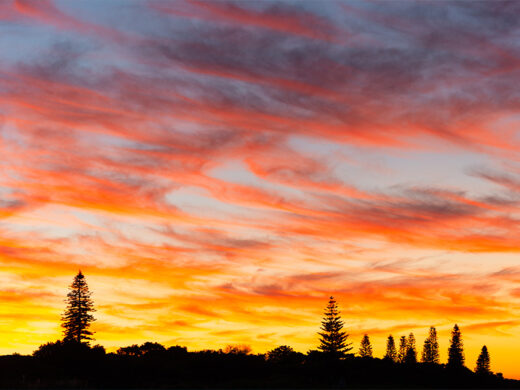 Sunset tree silhouettes at Geographe Bay in Dunsborough, Western Australia.