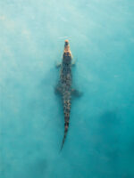 Saltwater Crocodile aerial drone photo from Broome, Willie Creek From Miles Away Matt Deakin available as a fine art framed or canvas print