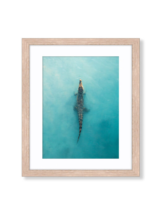 Saltwater Crocodile in Willie Creek Broome Aerial Drone Photo. Available as a fine art framed photo print.