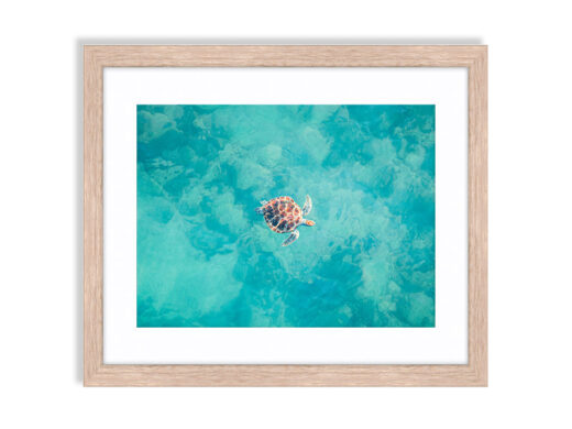 Green Turtle James Price Point Framed Print