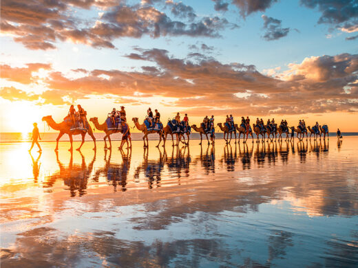 Broome Cable Beach Camels at Sunset. For Sale. Photo Print