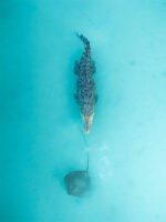Willie Creek Saltwater Crocodile Broome Western Australia Drone Art Photo Framed Print