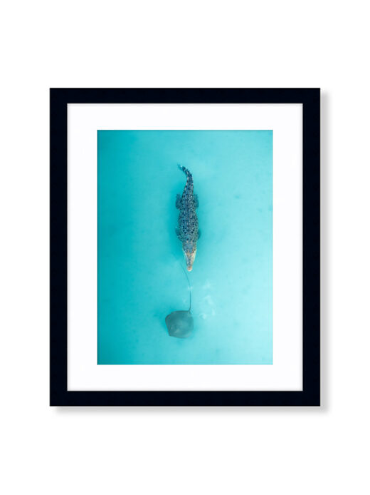 Saltwater Crocodile chasing a stingray at Willie Creek in Broome Western Australia at sunset available as a fine art photographic framed canvas print