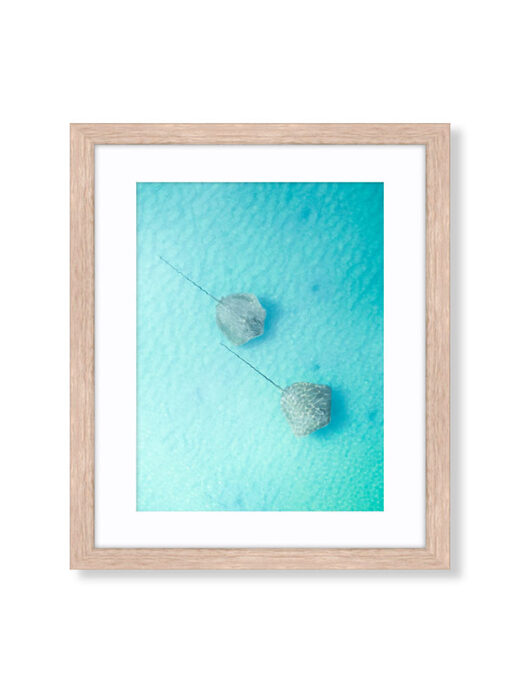 two stingrays swimming in shallow water in Barred Creek Broome, Western Australia available as a fine art photo print on canvas or framed art by matt deakin from miles away salty wings drone