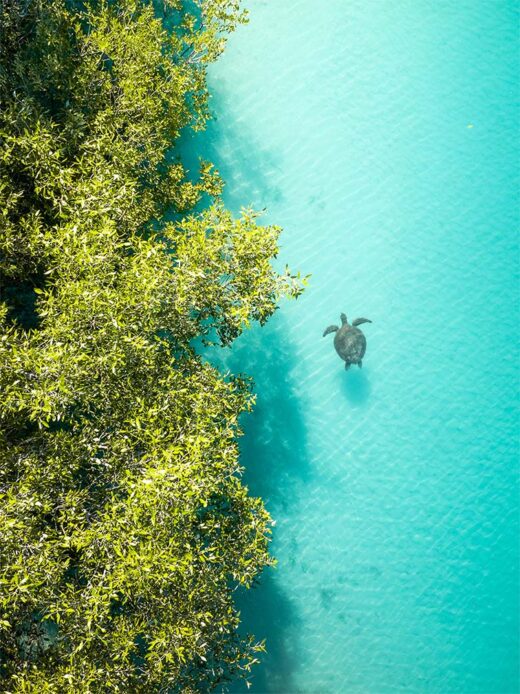 Barred Creek Turtle swimming in the mangroves in Broome Western Australia. Fine Art Photo Print Framed Canvas